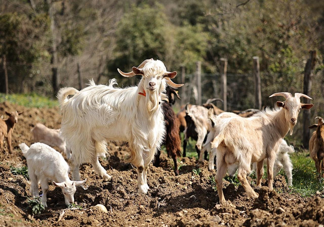 Vila Casa Agricola Scorziello Serre  Exteriér fotografie