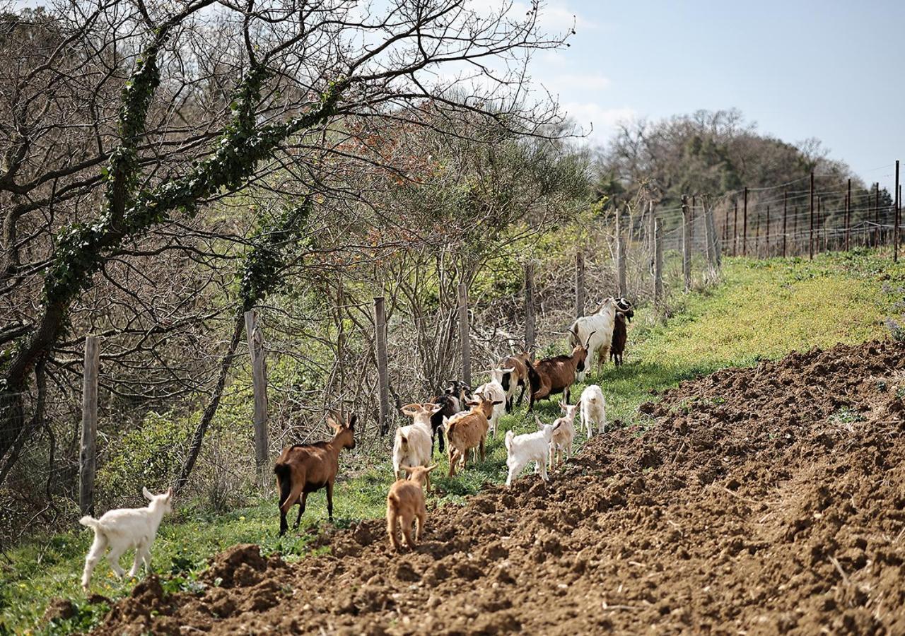 Vila Casa Agricola Scorziello Serre  Exteriér fotografie